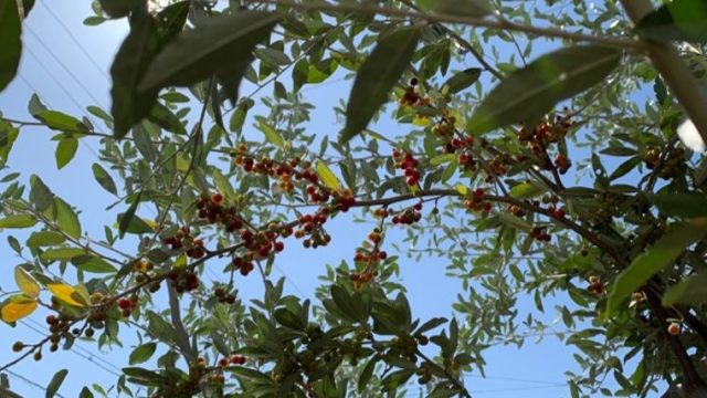 シルバーリーフと赤い実が楽しめるロシアンオリーブの魅力 シンボルツリーにオススメの庭木 Ryslily S Blog りすりり