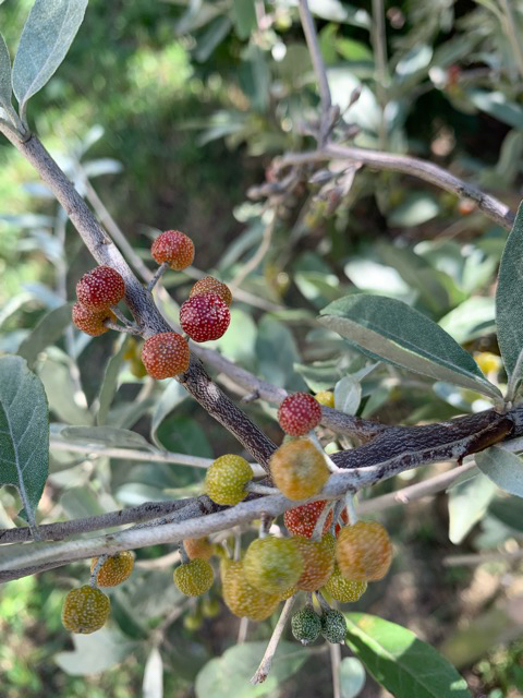 シルバーリーフと赤い実が楽しめるロシアンオリーブの魅力 シンボルツリーにオススメの庭木 Ryslily S Blog りすりり